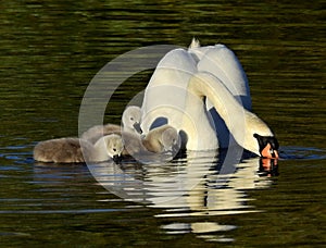 Mother swan with her three young pups is drinking water.