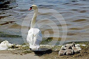 Mother swan with her young ones