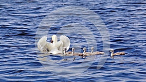 Mother swan with her young ones swimming