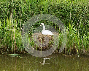 Mother swan on nest by reeds on a river bank