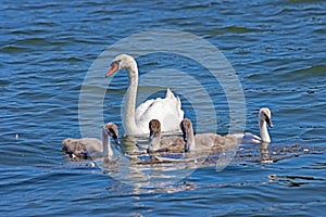 mother swan swims with four cygnets on the Veluwemeer near Nunspeet