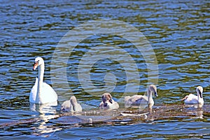 mother swan swims with four cygnets on the Veluwemeer near Nunspeet
