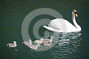 Mother swan swims with her babies on lake water