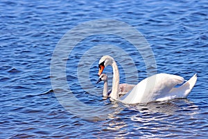 mother swan swims with one cygnet on the Veluwemeer near Nunspeet