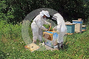 Training a Child to Work with Bees