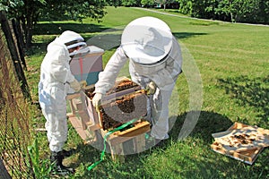 Hanging Frames from a Beehive Outside the Hive