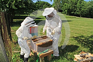 Training a Child to Work with Bees