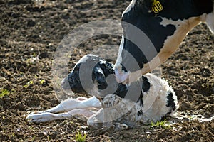 Mother Tending to her Newborn Calf on a Dairy Farm