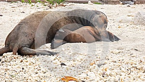 Mother tends to her baby sea lion on a beach at isla genovesa in the galapagos