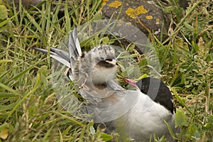 Mother Tern with baby chick on her back Farne Islands Northumbria UK