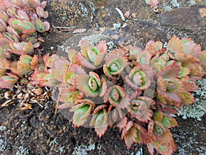 Mother of thousands or Aranto or Alligator or Kalanchoe daigremontiana or Bryophyllum daigremontianum