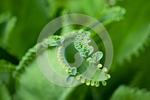 Mother of Thousands, Mexican Hat plant, Chandelier plant, Kalanchoe, leaf with tiny plantlets