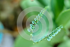 Mother of Thousands, Mexican Hat plant, Chandelier plant, Kalanchoe, leaf with tiny plantlets