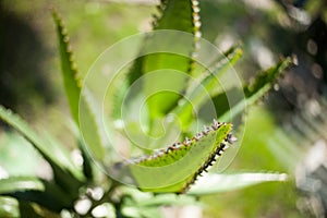 Mother of Thousands, Mexican Hat plant, Chandelier plant, Kalanchoe, leaf with tiny plantlets kalanchoe pinnata