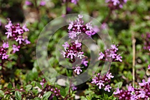 Mother of thyme flowers Thymus praecox.