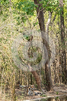 Mother tiger and cub resting in nature green background near water body in summer season. Apex predator of indian forest