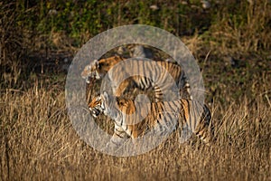 Mother tiger with her cub in the wild stalking prey at dhikala zone of  jim corbett national park