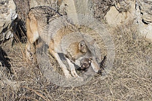 Mother timber wolf picking of pup with mouth