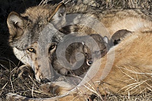 Mother timber wolf watching over pups