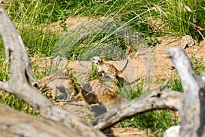 A family of meerkats got out of the hole early in the morning photo