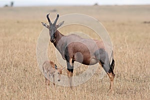 Mother Topi and calf photo