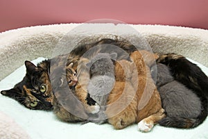 Mother Tortie Tabby cat nursing five babies