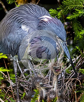 Mother Tricolored Heron with Nestlings