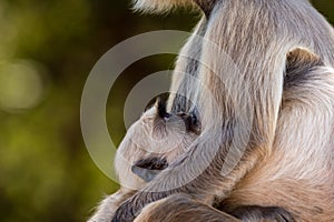 Mother true love baby hanuman langur or gray langur or monkey closeup of breast feeding his mother in green background ranthambore