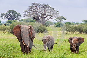 Mother and two elephant calves in Tarangire Park, Tanzania