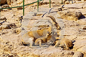 Mother and two kids Nubian Ibex. Makhtesh crater Ramon