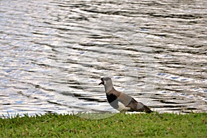 Mother Vanellus chilensis attentive at the lake photo