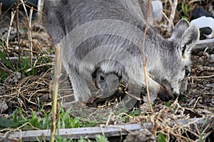 Mother Wallabie with it's baby Joey