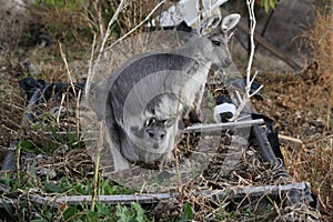 Mother Wallabie with it's baby Joey