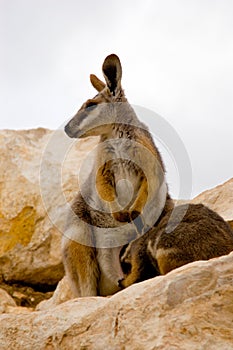 Mother Wallaby & Joey