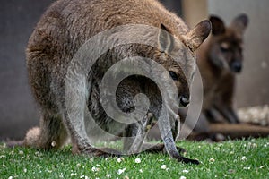 Mother wallaby with joey in pouch