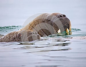 Mother walrus with her young calf swim in the cold Norway waters