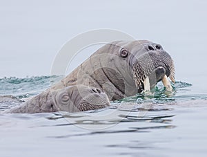 Mother walrus with whiskers dripping water in Norway