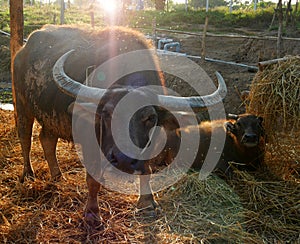 Mother water buffalo with calf backlit