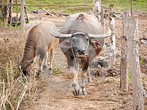 Mother water buffalo looking at viewer, with calf