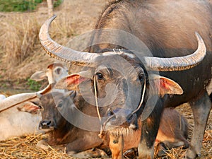 Mother water buffalo protecting young calf