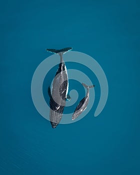 Mother whale and her calf glide through the crystal clear waters of the Arctic Ocean