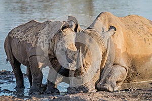 Mother White rhino with a baby calf