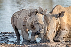 Mother White rhino with a baby calf