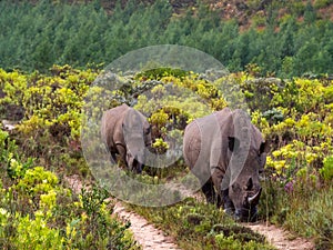 Mother white rhino leads Adolescent calf down road