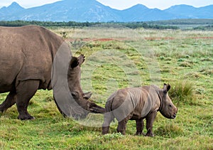 Mother white rhino with small calf