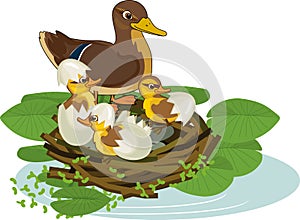 Mother wild duck mallard or Anas platyrhynchos in nest with ducklings