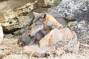 Mother wolf and pups