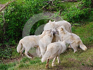 mother wolf and young wolves