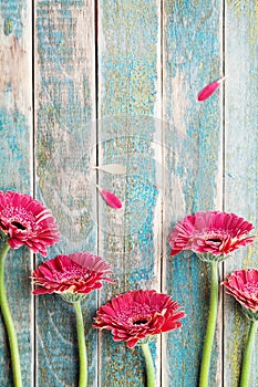 Mother or womans day greeting card from beautiful gerbera daisy flowers border on vintage turquoise background.
