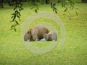 A mother Wombat and baby